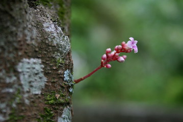 pink flower forest soft blur beauty nature 