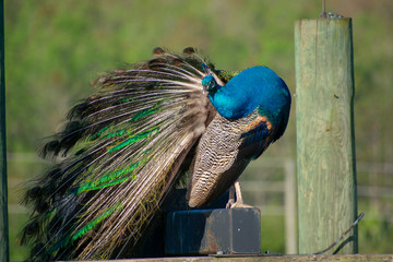 Obraz premium Peacock Cleaning Feathers