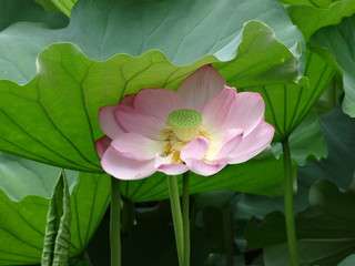 pink lotus on green background