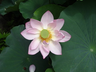 pink lotus on green background