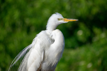 Snowy Egret
