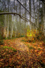 Autumn leaves blanket path