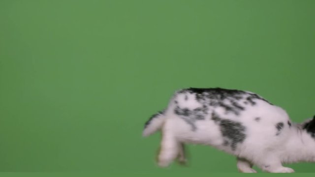 Black and white rabbit runs on the green screen