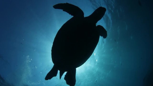 A silhouette of a sea turtle swimming in clear blue water above an underwater photographer