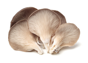 oyster mushroom on white background