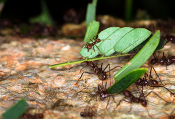 Leafcutter ants carry pieces of vegetation to their underground nest at night in Belize.