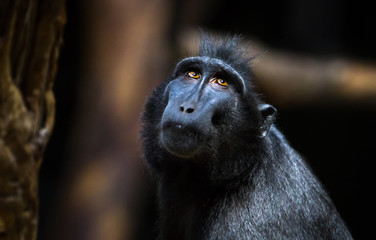 A Celebes crested macaque (also called a Sulawesi macaque or a crested black macaque, Macaca nigra) looks towards the canopy in a dark forest.