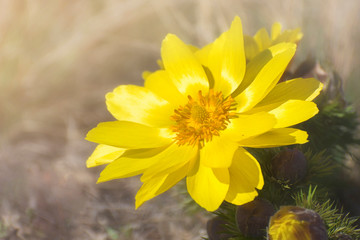 Yellow Pheasant's eye. A large flower of Adonis vernalis on the spring meadow - obrazy, fototapety, plakaty