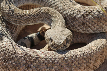 Crotalus atrox Western Diamondback Rattlesnake