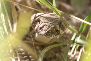 Crotalus atrox Western Diamondback Rattlesnake