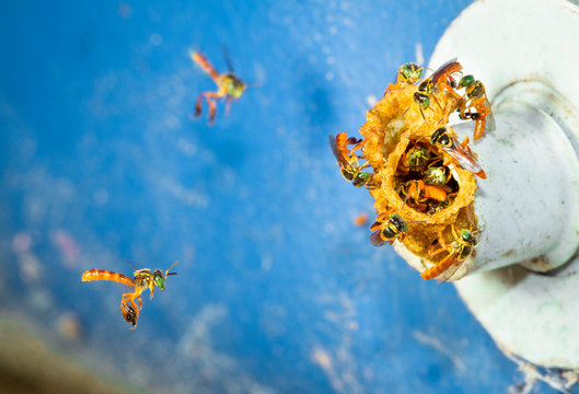 A colony of stingless bees (family Apidae, tribe Meliponini) makes a hive inside a cooler and uses the drain nozzle as an entrance. Photographed in Belize.
