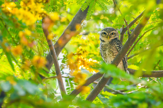 Close-up of a Spotted Owlet on branch with beautiful green leaves and piercing eyes looking into the camera - Image