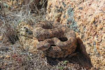 Speckled Rattlesnake (Crotalus mitchellii)