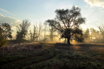 Fototapeta na wymiar dawn in the autumn grove
