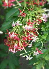 pink flower blooming in public garden in south Thailand and soft blur 