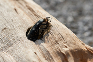 Asiatischer Laubholzbockkäfer (Anoplophora glabripennis) steckt im Holz eines Ahornbaumes