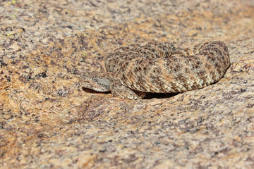 Speckled Rattlesnake (Crotalus mitchellii)