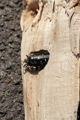 Asiatischer Laubholzbockkäfer (Anoplophora glabripennis) steckt im Holz eines Ahornbaumes