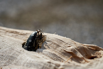 Asiatischer Laubholzbockkäfer (Anoplophora glabripennis) steckt im Holz eines Ahornbaumes