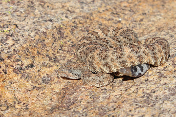Speckled Rattlesnake (Crotalus mitchellii)