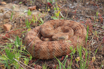 Speckled Rattlesnake (Crotalus mitchellii)