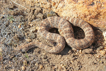Speckled Rattlesnake (Crotalus mitchellii)