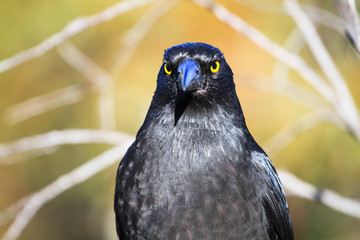 Black currawong (Strepera fuliginosa) in the Blue Mountains National Park, Australia.