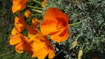 California Poppy (Eschscholzia californica) on a sunny day with petals opened in vibrant orange