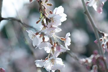 2019 - Spring-cherry blossom in Japan