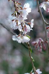 2019 - Spring-cherry blossom in Japan