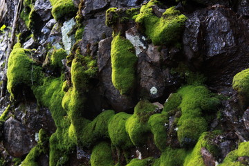 moss on stone
