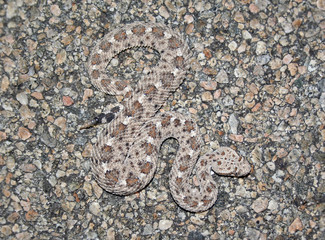 Sidewinder Rattlesnake (Crotalus cerastes)