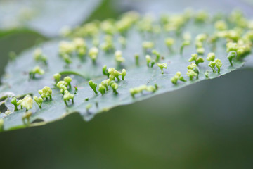 A leaf responds to an infection, either fungal or from a gall insect, by producing these strange...