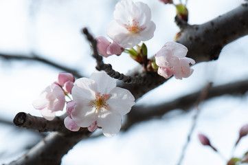 cherry blossom in spring