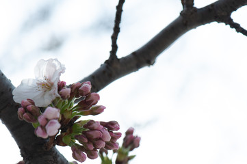cherry blossom in spring