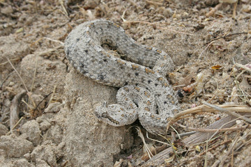 Sidewinder Rattlesnake (Crotalus cerastes)