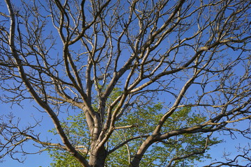 tree and blue sky