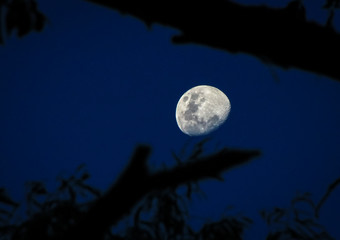 Fototapeta premium Looking at the moon through tree branches. Victoria, Australia.