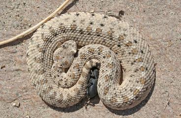 Sidewinder Rattlesnake (Crotalus cerastes)
