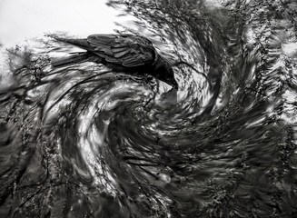 Raven drinks the water of life
