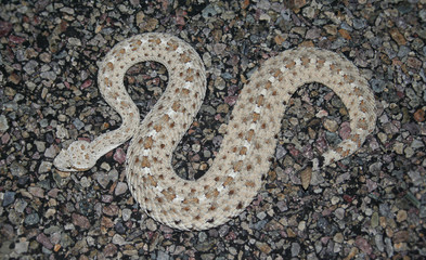 Sidewinder Rattlesnake (Crotalus cerastes)