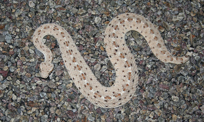 Sidewinder Rattlesnake (Crotalus cerastes)