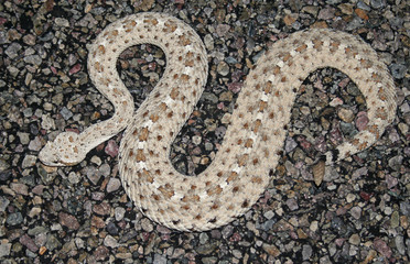 Sidewinder Rattlesnake (Crotalus cerastes)