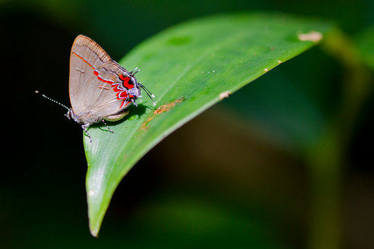 A hairstreak butterfly (Calycopis drusilla) on a sunlit leaf in Cahuita National Park, Costa Rica.