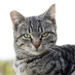 Fototapeta premium portrait of a cat