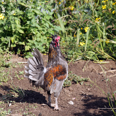 portrait of a rooster