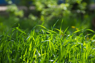 Lawn grass in the sunlight. Close-up. Fresh green grass lawn in sunlight, landscaping in the garden, beauty of summer season