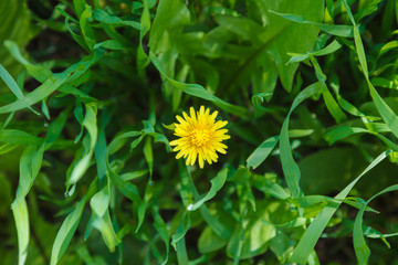 Lawn grass and dandelion flower. Close-up. Fresh green grass lawn in sunlight, landscaping in the garden, beauty of summer season
