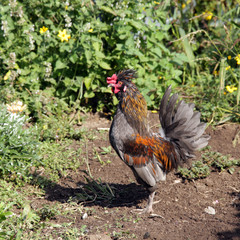 portrait of a rooster