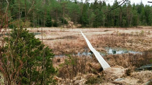 Tilit Shot of Footbridge in Scandinavian Forest No People